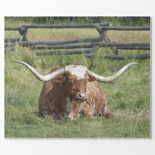 Cow Texas Longhorn Photo