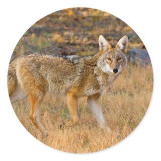 Coyote (Canis Latrans) Hunting Classic Round Sticker