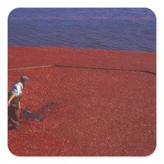 Cranberry Harvest, Middleboro, MA, USA Square Sticker
