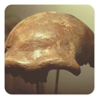Cranium of a Neanderthal Square Sticker