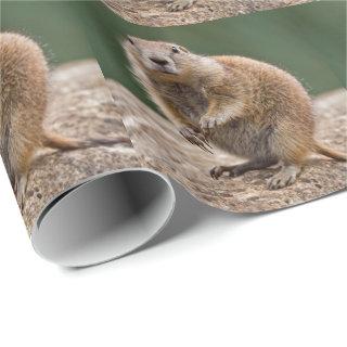 Curious Prairie Dog