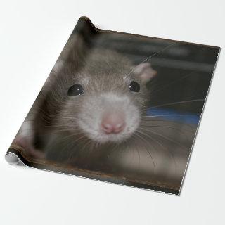 Curious Rat