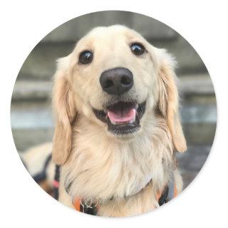 Custom Pet Cute Dog Photo Classic Round Sticker