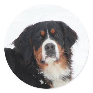 Customizable Bernese Mountain Dog Classic Round Sticker