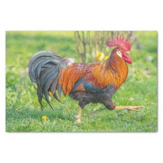 Cute and Colorful Farm Homestead Rooster  Tissue Paper