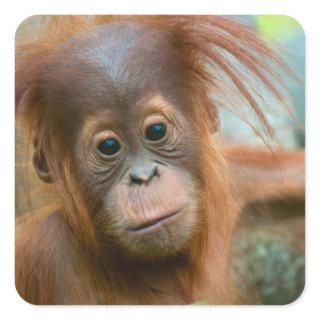 Cute Baby Orangutan looking straight ahead Square Sticker