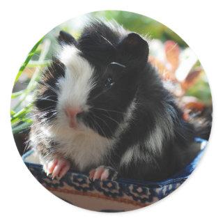 Cute Black and White Guinea Pig Classic Round Sticker