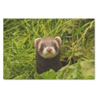 Cute Brown Ferret in the Grass Tissue Paper