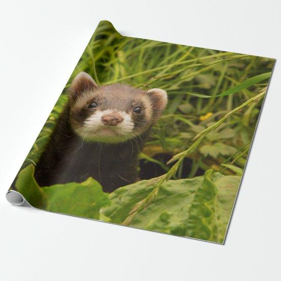 Cute Brown Ferret in the Grass