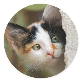Cute Curious Cat Kitten Prying Eyes Portrait Photo Classic Round Sticker