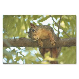 Cute & Curious Squirrel Nature Photography Tissue Paper