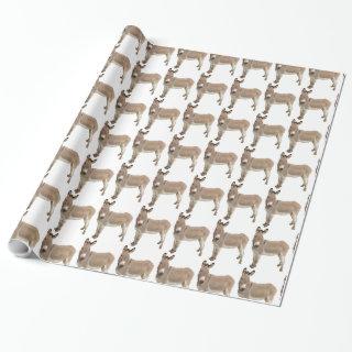 Cute Donkey Burro Photograph
