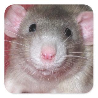 Cute Dumbo Rat Square Sticker