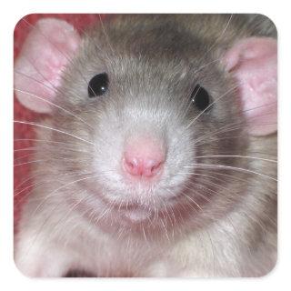 Cute Dumbo Rat Square Sticker