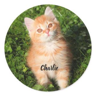Cute Fluffy Orange Tabby Cat Kitten Classic Round Sticker