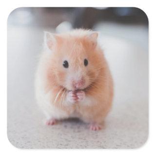 Cute Hamster Love Animals Square Sticker