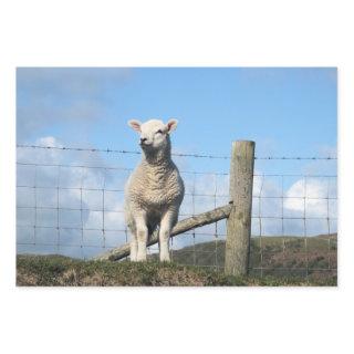 CUTE LAMB     SHEETS