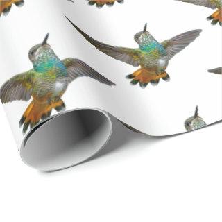 Cute Little Hummingbird Bird Nature Wildlife