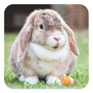 Cute lop-eared rabbit  square sticker