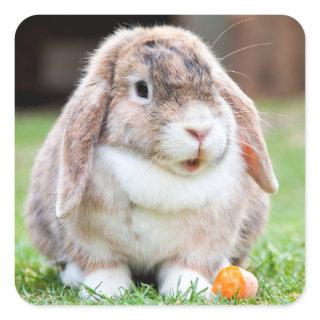 Cute lop-eared rabbit  square sticker