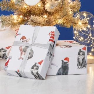 Cute Merry Christmas Cats with Santa Hats