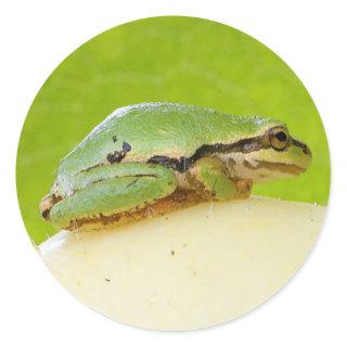 Cute Pacific Tree Frog on Summer Squash Classic Round Sticker