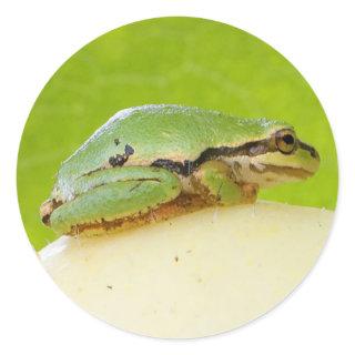 Cute Pacific Tree Frog on Summer Squash Classic Round Sticker