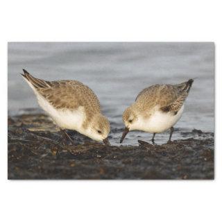 Cute Pair of Sanderlings Sandpipers Shares a Meal Tissue Paper