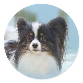 Cute Papillon Toy Spaniel Dog at the Dock Classic Round Sticker