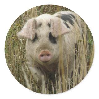Cute Pig Sticker