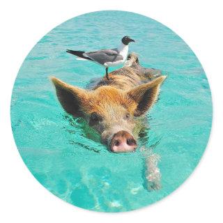 Cute pig swimming in water classic round sticker