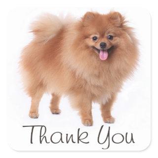 Cute Pomeranian Puppy Dog Thank You  Pom Pom Square Sticker