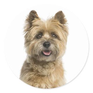 Cute Puppy Dog Mom Cairn Terrier Classic Round Sticker