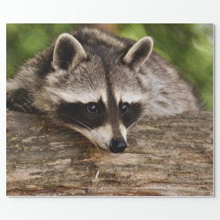 Cute Raccoon Resting on a Log