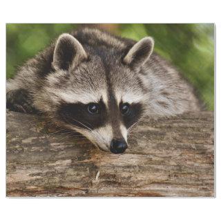 Cute Raccoon Resting on a Log