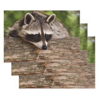 Cute Raccoon Resting on a Log  Sheets