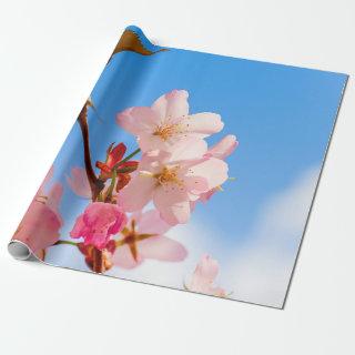 Cute Sakura Flowers Open To The Spring Sunshine
