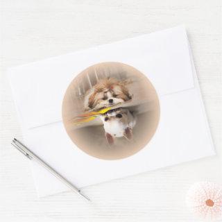 Cute shih tzu and chihuahua classic round sticker