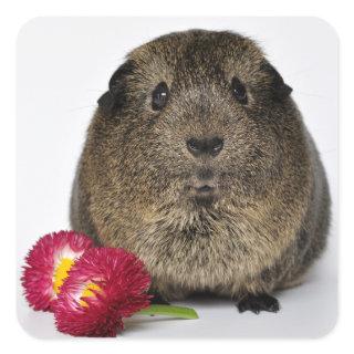 Cute, Smooth, Lemon Agouti Guinea Pig and Flowers Square Sticker