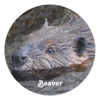 Cute Swimming Wild Beaver Wildlife Photo Classic Round Sticker