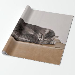 Cute Tabby Cat Grey Sleeping On Box