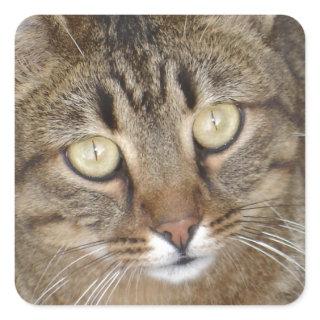 Cute Tabby Cat Portrait Square Sticker