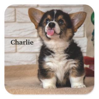 Cute Tri color Pembroke Welsh Corgi Puppy Dog Square Sticker