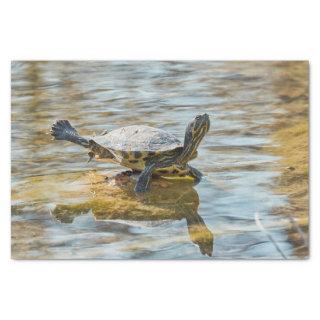 cute turtles rest at sun on pond  tissue paper