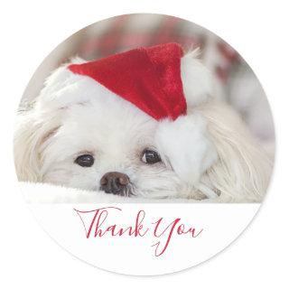 Cute White Dog in a Red Christmas Hat Thank You Classic Round Sticker