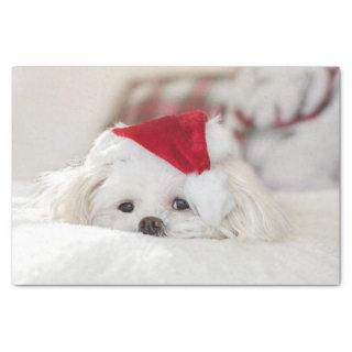 Cute White Dog in a Red Christmas Hat Tissue Paper