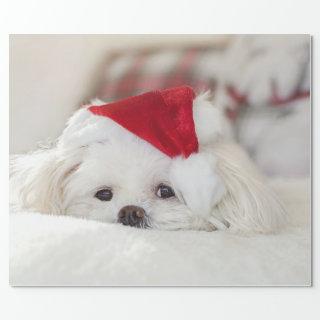 Cute White Dog in a Red Christmas Hat