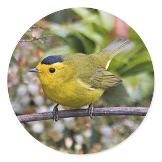 Cute Wilson's Warbler Songbird on the Grapevine Classic Round Sticker