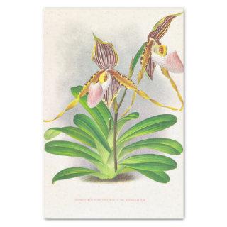 Cypripedium Praestans (Orchids) by Jean Linden Tissue Paper