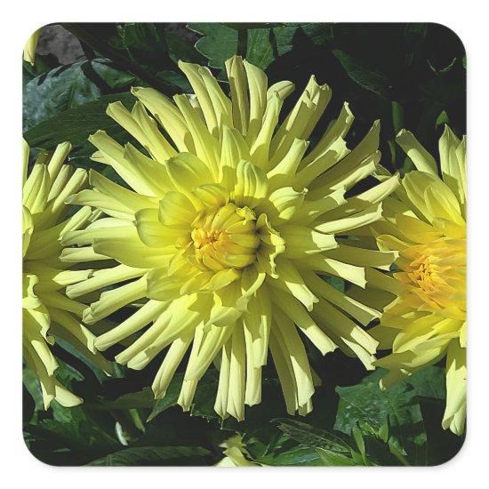 Dahlia Lakeview Glow #1-2 Stickers
